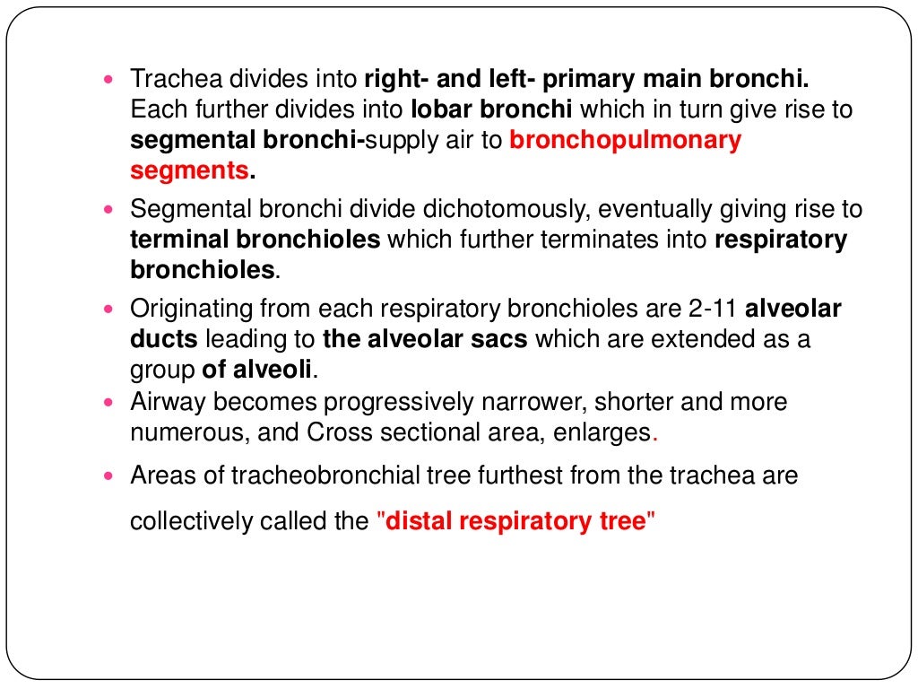 Anatomy of tracheobronchial tree