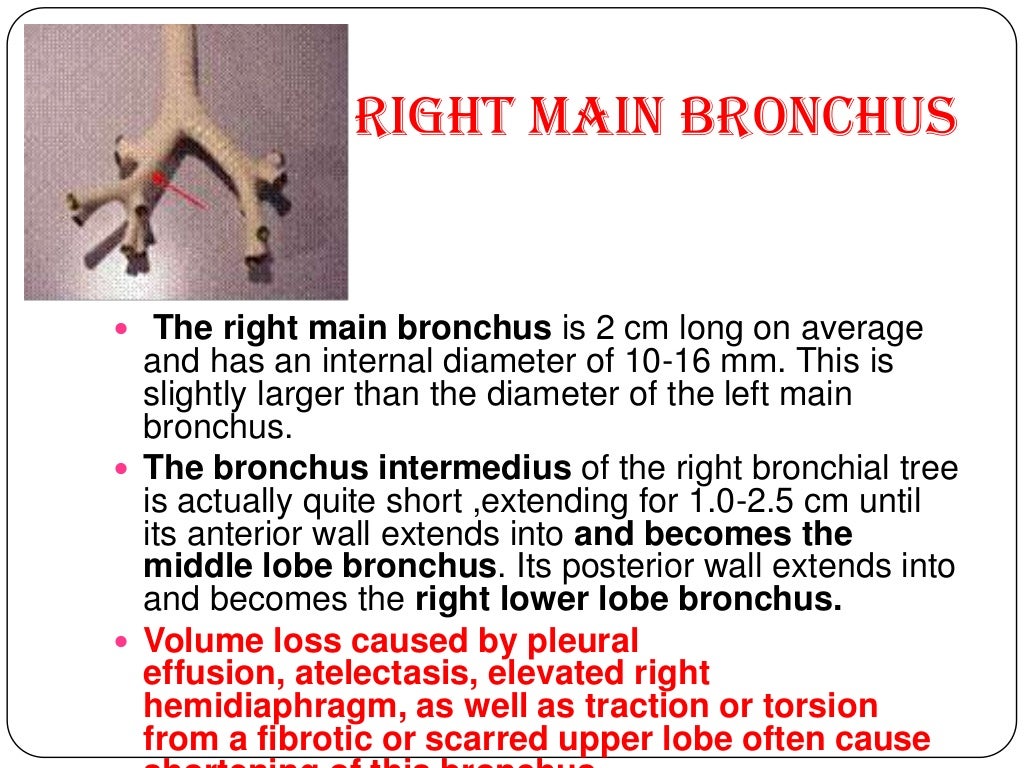 Anatomy of tracheobronchial tree