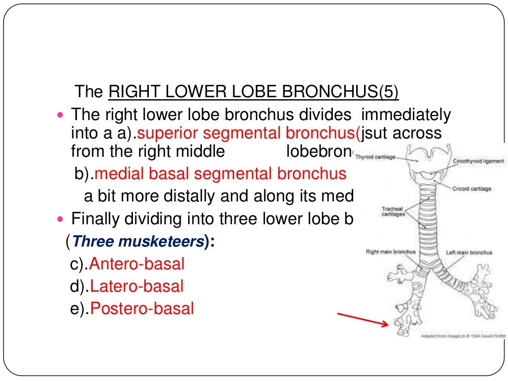 Anatomy of tracheobronchial tree