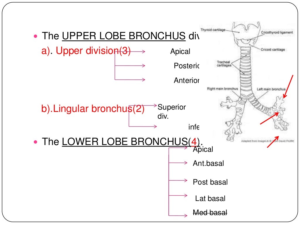 Anatomy of tracheobronchial tree