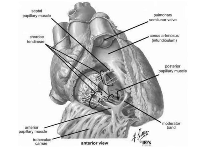 Anatomy Of Tricuspid Valve Dr Garv Ameta.pptx