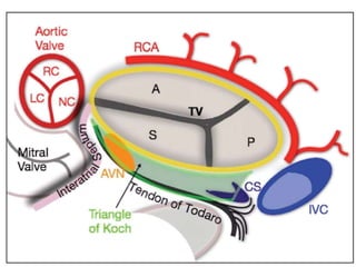 Anatomy Of Tricuspid Valve Dr Garv Ameta.pptx