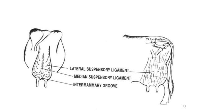 Cow Udder Anatomy