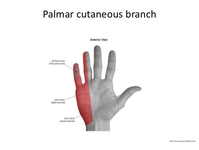 Anatomy of ulnar Nerve (Ulnar Nerve Anatomy)