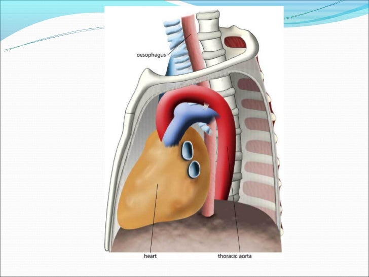 Anatomy of upper gi