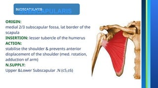 anatomyofupperlimb-1345780420055830.pptx