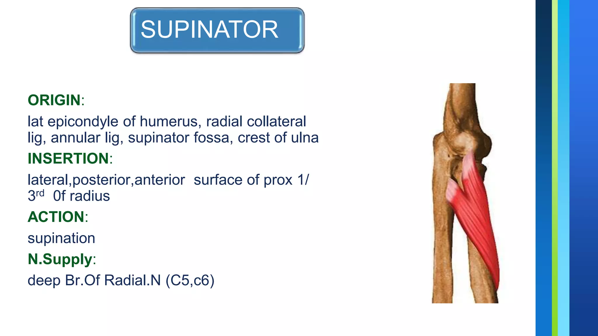 Anatomy of upper limb | PPTX
