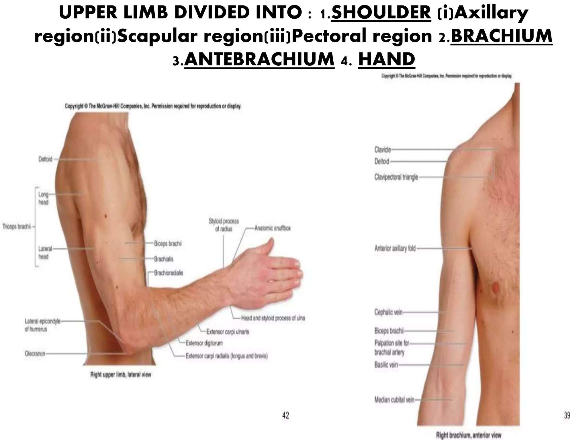 Anatomy of upperlimb front of arm2018 | PPTX