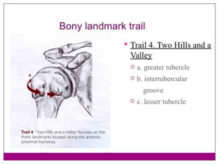 Bilaterally Upper Rails Anatomy of upperlimb front of arm2018 | PPTX