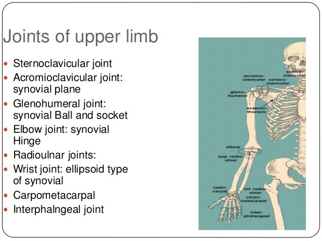 Anatomy of upper limb rehan