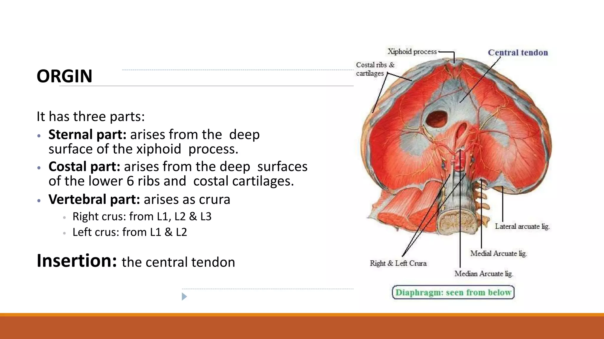 Anatomy of Upper& lower airway and Diaphragm.pptx