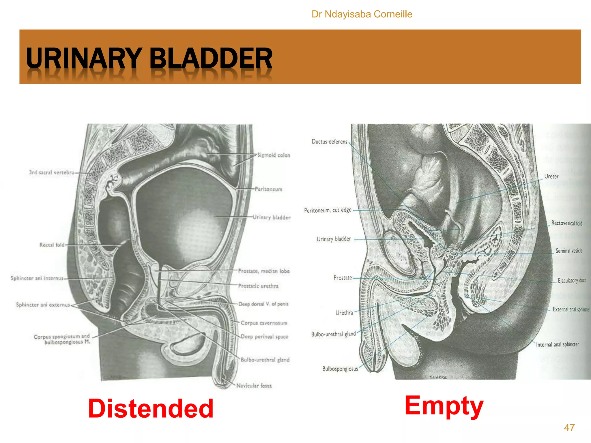 Distented Bladder Anatomy of Upper & Lower Urinary Tract.pptx