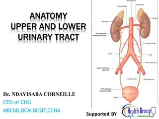 ANATOMY
UPPER AND LOWER
URINARY TRACT
Dr. NDAYISABA CORNEILLE
CEO of CHG
MBChB,DCM,BCSIT,CCNA
Supported BY
 