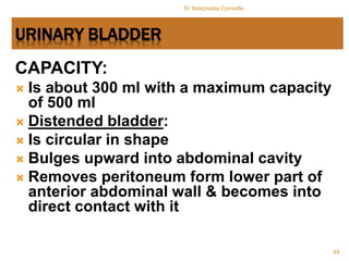 Capacious Bladder Anatomy of Upper & Lower Urinary Tract.pptx