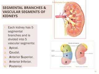 Segment Inferior anatomyofupperlowerurinarytract docter -.pptx