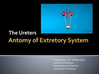 The Ureters
Presented by: Dr . Diksha Ojha
Assistant Professor
Department of Anatomy
University of Patanjali.
 