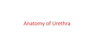 Anatomy of Urethra
 