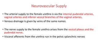 Anatomy of Urethra.pptx