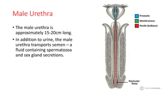 Anatomy of Urethra.pptx