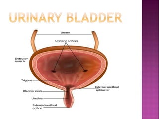 Anatomy of urinary bladder | PPTX