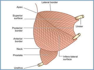ANATOMY OFurinary bladder.pptx