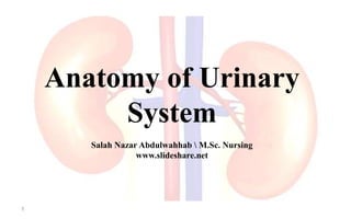 Anatomy of Urinary
System
Salah Nazar Abdulwahhab  M.Sc. Nursing
www.slideshare.net
1
 