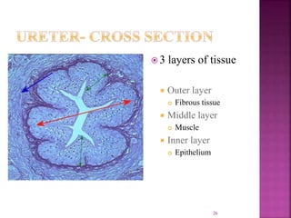 Anatomy of urinary system | PPTX