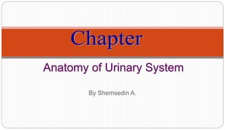Anatomy of Urinary System
By Shemsedin A.
 