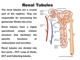 Filtration Factories : Anatomy and Physiology of Renal system | PPTX