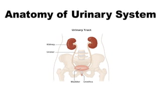 Anatomy of Urinary System
 