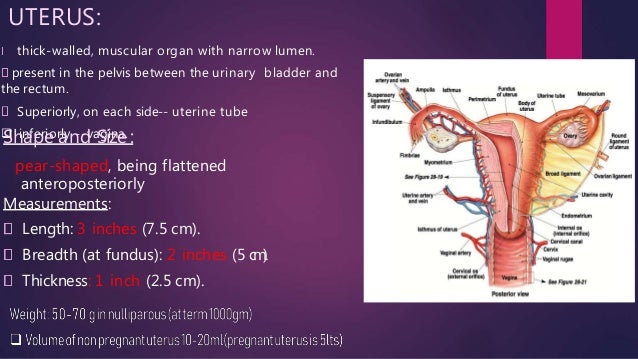 Anatomy of uterus and appendages