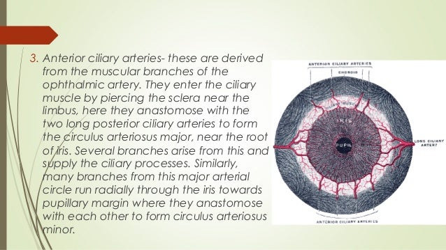 Anatomy of uvea