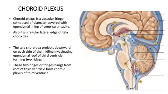 Right Chorionic ANATOMY OF VENTRICLES OF BRAIN | PPTX