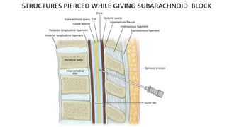 Strong Subangular Blocky anatomy of vertebral column.pptx