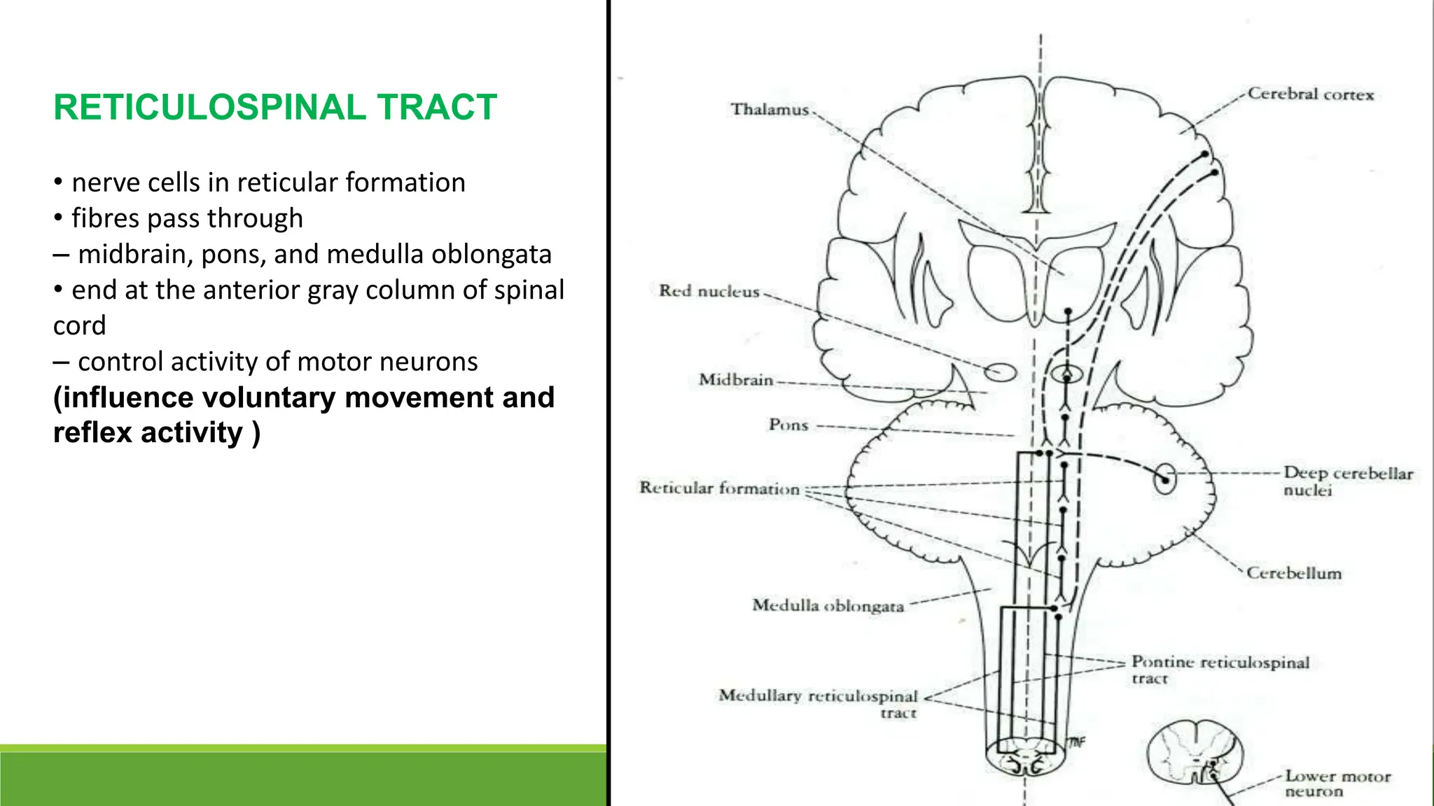 ANATOMY OF VERTEBRAL COLUMN AND SPINAL CORD.pptx