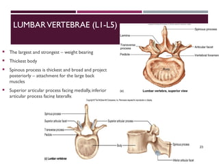 Anatomy of Vertebral Column and Spinal Cord.ppt