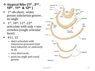 Anatomy of Vertebral column for physioterapy (4).ppt