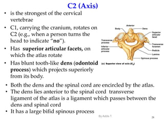 Anatomy of Vertebral column for physioterapy (4).ppt