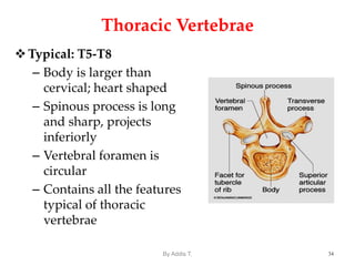 T5 Distribution Anatomy of Vertebral column for physioterapy (4).ppt