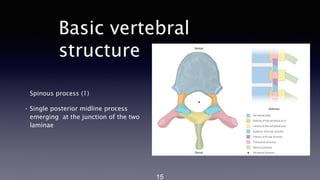 Structure Spinous Process Clinical Anatomy Of vertebral coumn.pptx