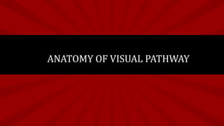 ANATOMY OF VISUAL PATHWAY
 