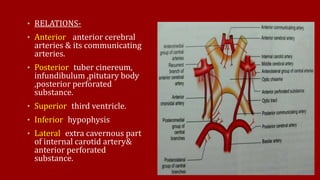 • RELATIONS-
• Anterior - anterior cerebral
arteries & its communicating
arteries.
• Posterior- tuber cinereum,
infundibulum ,pitutary body
,posterior perforated
substance.
• Superior- third ventricle.
• Inferior- hypophysis
• Lateral- extra cavernous part
of internal carotid artery&
anterior perforated
substance.
 