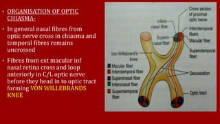 • ORGANISATION OF OPTIC
CHIASMA-
• In general nasal fibres from
optic nerve cross in chiasma and
temporal fibres remains
uncrossed
• Fibres from ext macular inf
nasal retina cross and loop
anteriorly in C/L optic nerve
before they head in to optic tract
forming VON WILLEBRANDS
KNEE
 