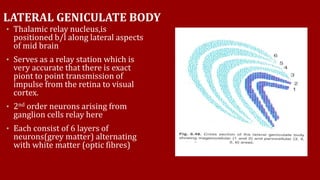 LATERAL GENICULATE BODY
• Thalamic relay nucleus,is
positioned b/l along lateral aspects
of mid brain
• Serves as a relay station which is
very accurate that there is exact
piont to point transmission of
impulse from the retina to visual
cortex.
• 2nd order neurons arising from
ganglion cells relay here
• Each consist of 6 layers of
neurons(grey matter) alternating
with white matter (optic fibres)
 