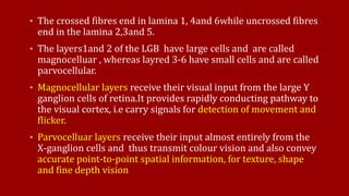 • The crossed fibres end in lamina 1, 4and 6while uncrossed fibres
end in the lamina 2,3and 5.
• The layers1and 2 of the LGB have large cells and are called
magnocelluar , whereas layred 3-6 have small cells and are called
parvocellular.
• Magnocellular layers receive their visual input from the large Y
ganglion cells of retina.It provides rapidly conducting pathway to
the visual cortex, i.e carry signals for detection of movement and
flicker.
• Parvocelluar layers receive their input almost entirely from the
X-ganglion cells and thus transmit colour vision and also convey
accurate point-to-point spatial information, for texture, shape
and fine depth vision
 