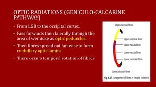 OPTIC RADIATIONS (GENICULO-CALCARINE
PATHWAY)
• From LGB to the occipital cortex.
• Pass forwards then laterally through the
area of wernicke as optic peduncles.
• Then fibres spread out fan wise to form
medullary optic lamina
• There occurs temporal rotation of fibres
 