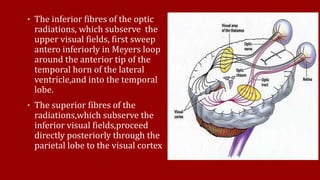 • The inferior fibres of the optic
radiations, which subserve the
upper visual fields, first sweep
antero inferiorly in Meyers loop
around the anterior tip of the
temporal horn of the lateral
ventricle,and into the temporal
lobe.
• The superior fibres of the
radiations,which subserve the
inferior visual fields,proceed
directly posteriorly through the
parietal lobe to the visual cortex
 