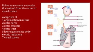 Refers to neuronal networks
that extend from the retina to
visual cortex
comprises of
1.organisation in retina
2.optic nerve
3.optic chiasma
4.optic tract
5.lateral geniculate body
6.optic radiations
7.visual cortex
 