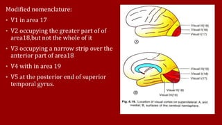 Modified nomenclature:
• V1 in area 17
• V2 occupying the greater part of of
area18,but not the whole of it
• V3 occupying a narrow strip over the
anterior part of area18
• V4 with in area 19
• V5 at the posterior end of superior
temporal gyrus.
 