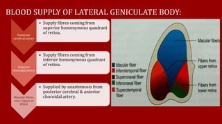 BLOOD SUPPLY OF LATERAL GENICULATE BODY:
Posterior
cerebral artery
• Supply fibres coming from
superior homonymous quadrant
of retina.
Anterior
choroidal artery
• Supply fibres coming from
inferior homonymous quadrant
of retina.
Macular fibres
over region of
hilum
• Supplied by anastomosis from
posterior cerebral & anterior
choroidal artery.
 